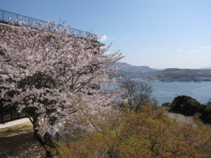 桜と海