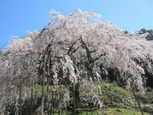 波佐見しだれ桜